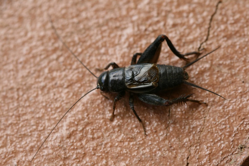 A close up of a Black Field Cricket