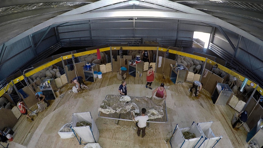 A bird's eye view of the shearer's workspace in a new shearing shed in the NSW central west
