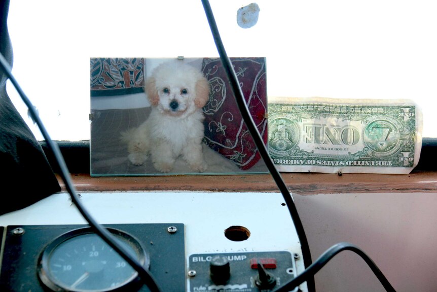 Pet photo and one dollar bill