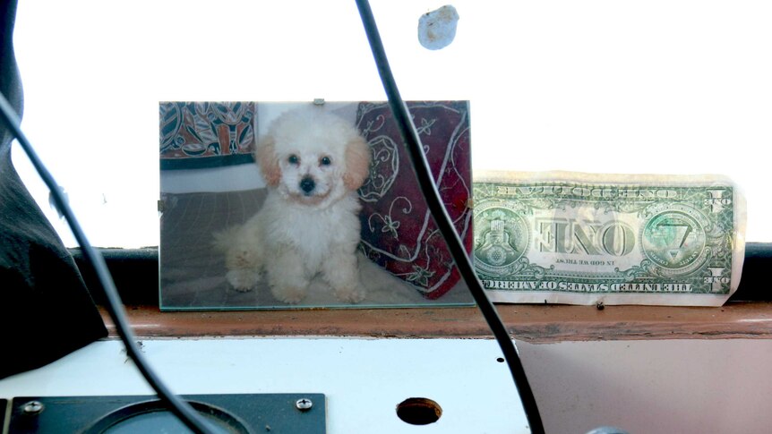Pet photo and one dollar bill