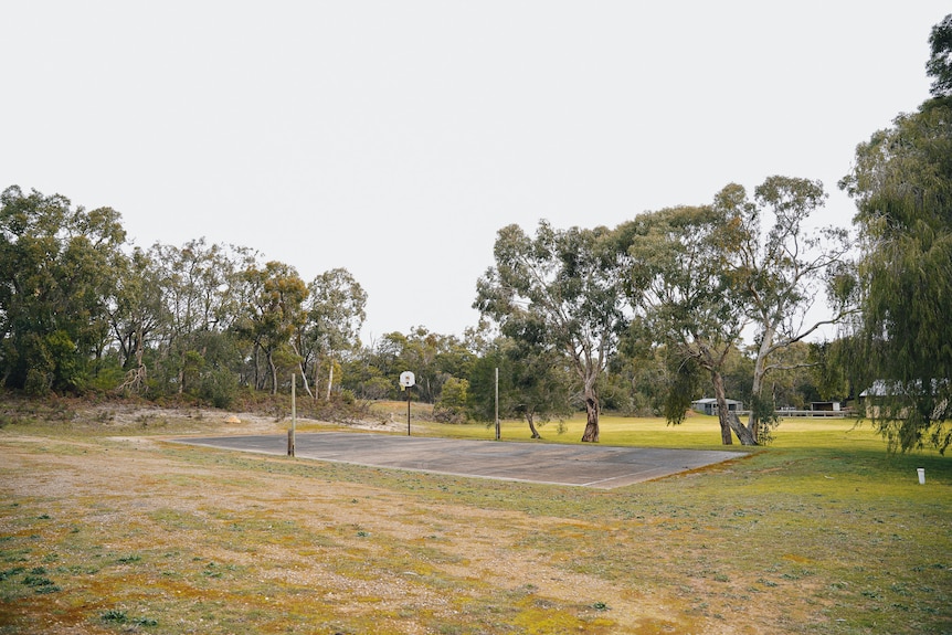 A worn basketball court surrounded by lawn and gum trees.