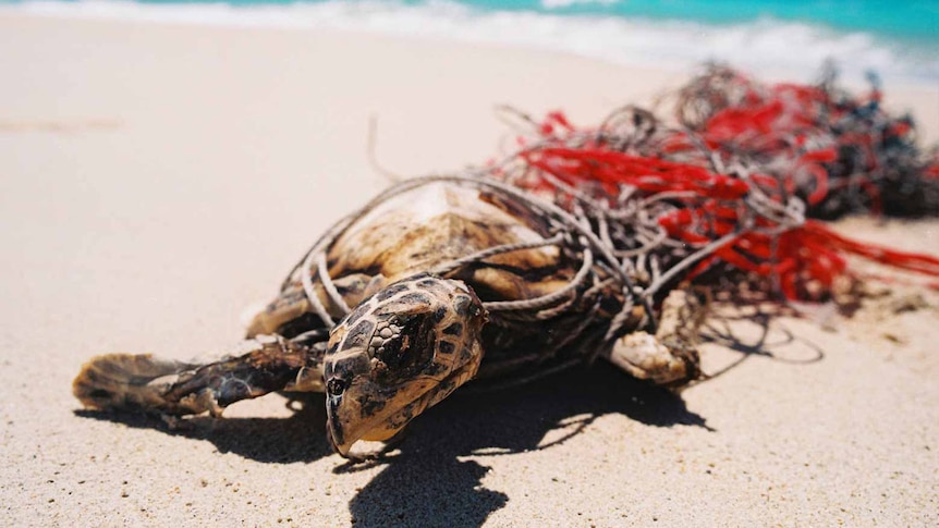 Sea turtle caught in a ghost net on a beach