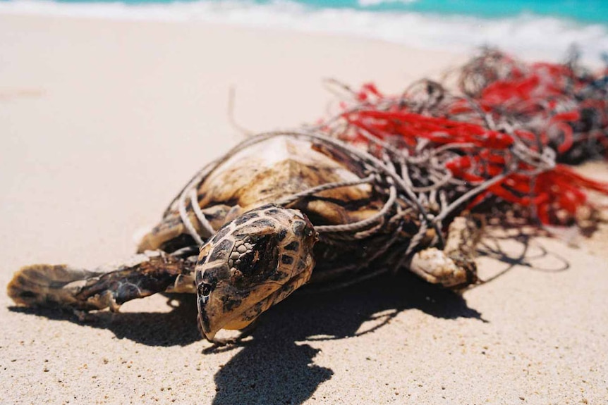 A turtle tangled in a ghost net