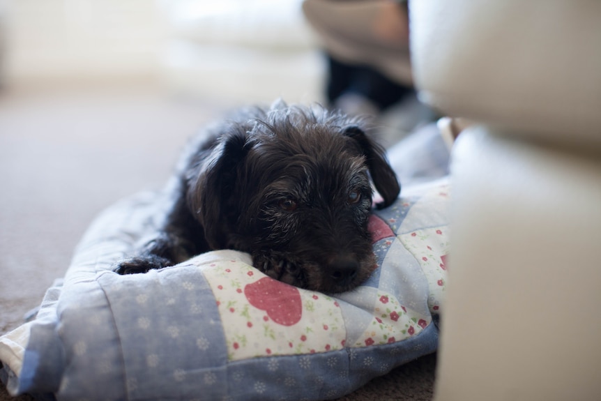 Louie sits on her bed