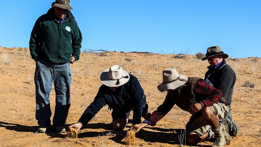 Four men with Akubra-style deserts look at white items lying on the sand in the desert.