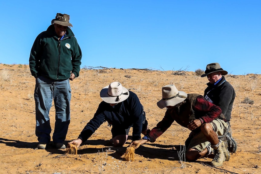 Four men with Akubra-style deserts look at white items lying on the sand in the desert.