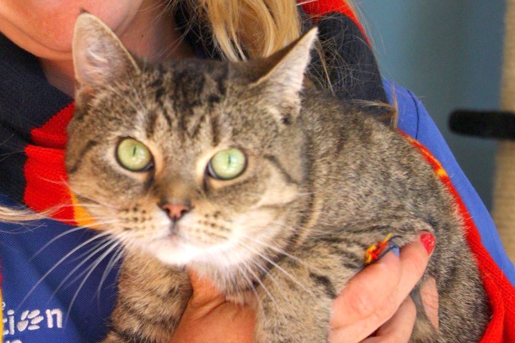 A cat being held stares at the camera.