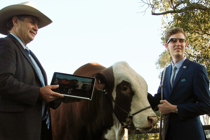 A man in a suit and large hat carrying an iPad, stands beside a brown and white bull and a younger man in a blue suit