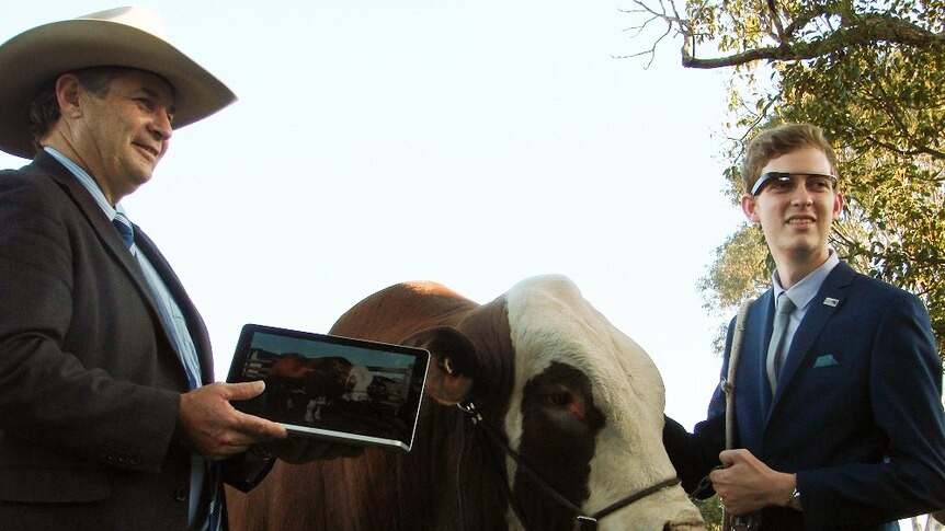 Gary Noller and Jordan Duffy test the Google Glasses on a prime stud bull.