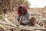 A sugar cane worker in Kampong Speu province, Cambodia.