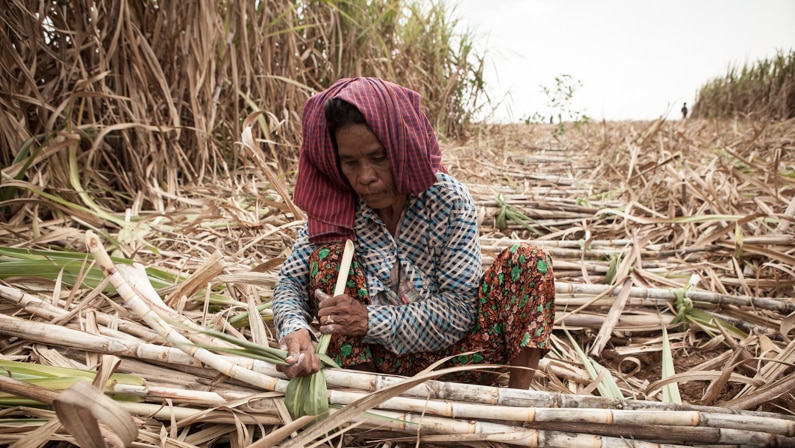 A sugar cane worker in Kampong Speu province, Cambodia.