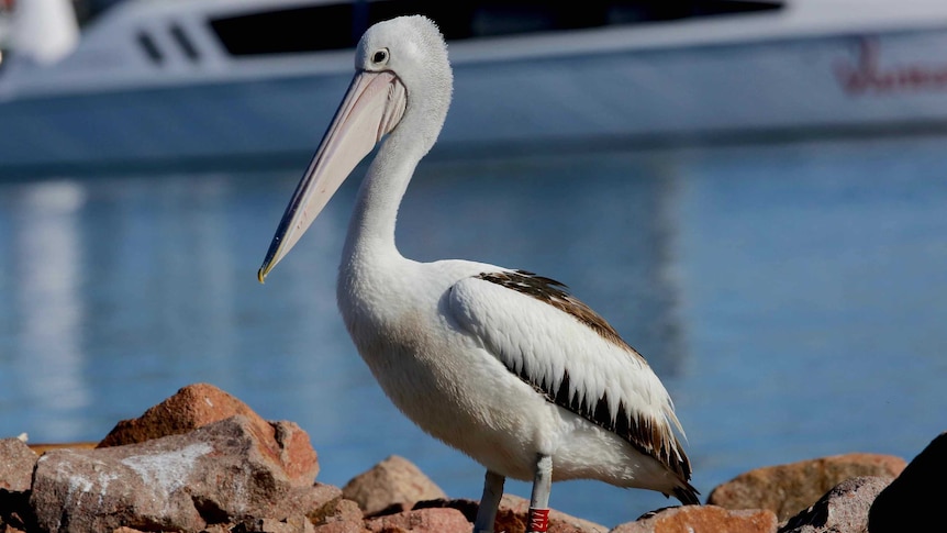 A close-up of a pelican sitting on rocks.