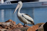 A close-up of a pelican sitting on rocks.