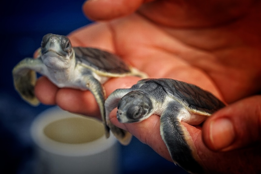 A person holds a baby turtle in each hand