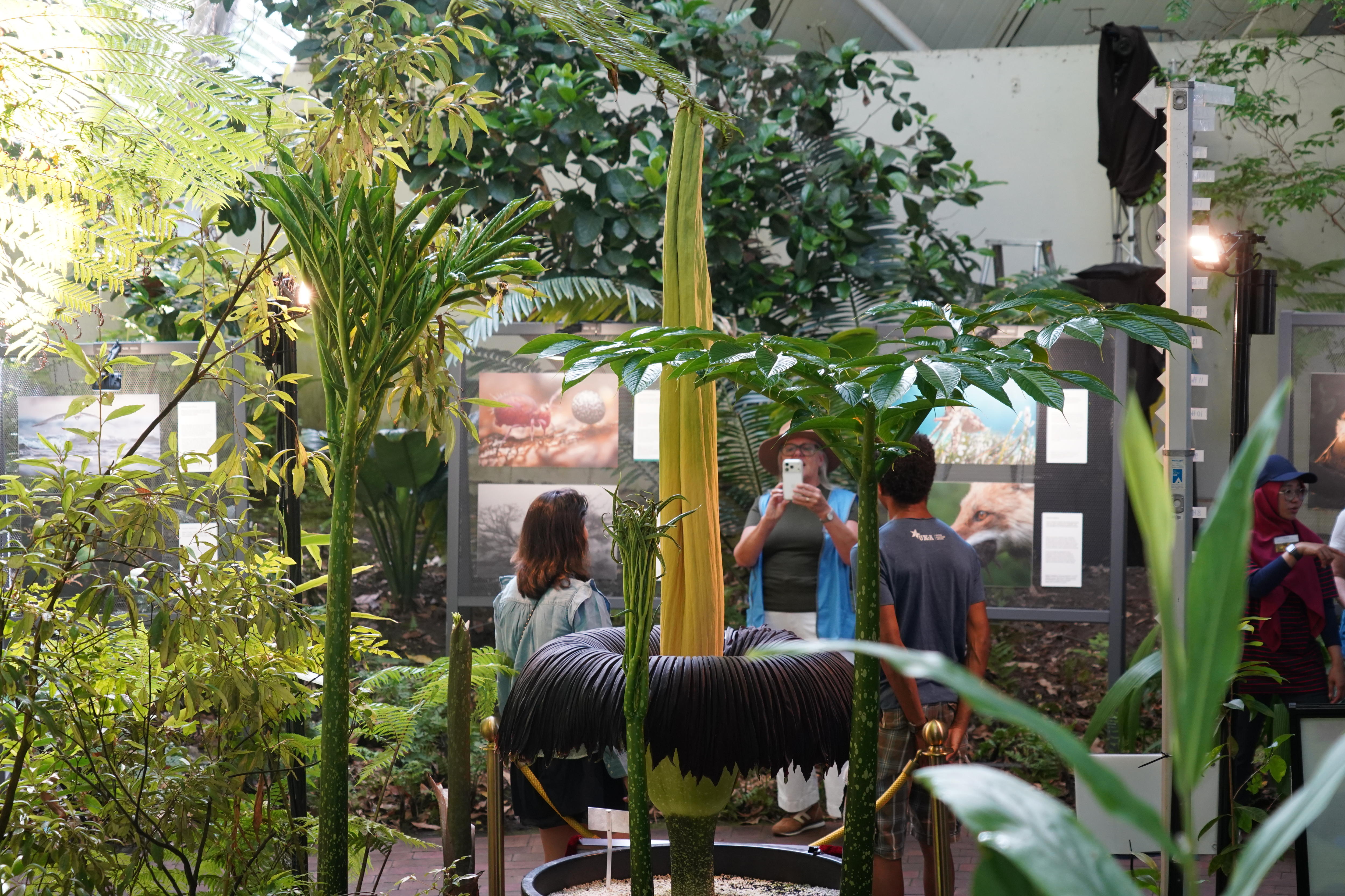 Personas tomando fotografías y de pie junto a una planta alta con un centro amarillo y una capa exterior oscura en un jardín de invierno