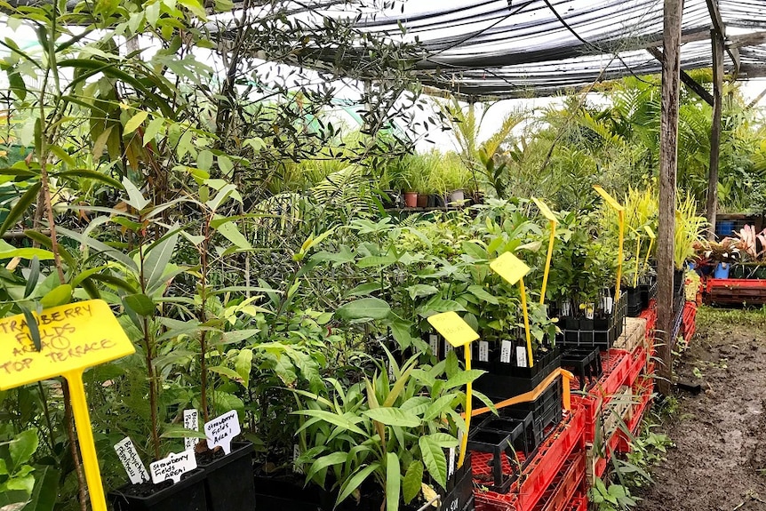 Plants in pots sitting on top of crates at a plant nursery