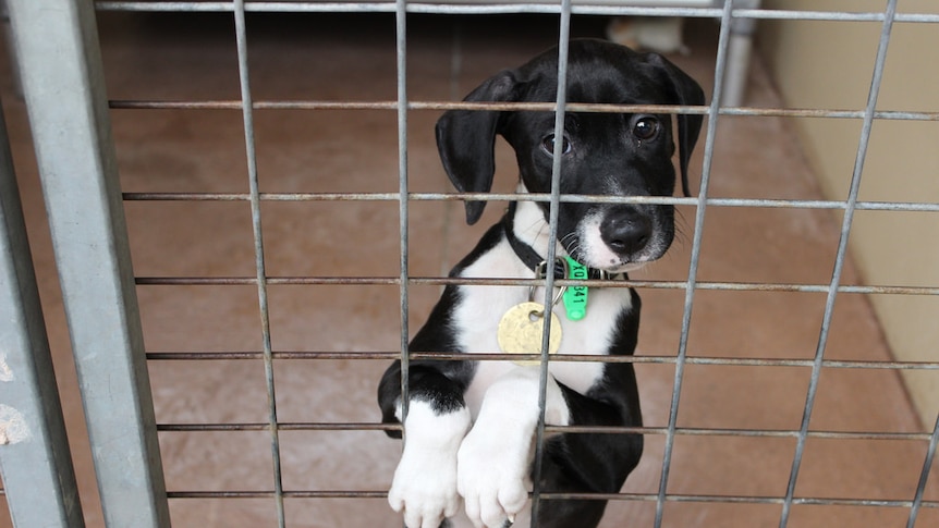 A dog, behind the bars of a cage, stares at the camera