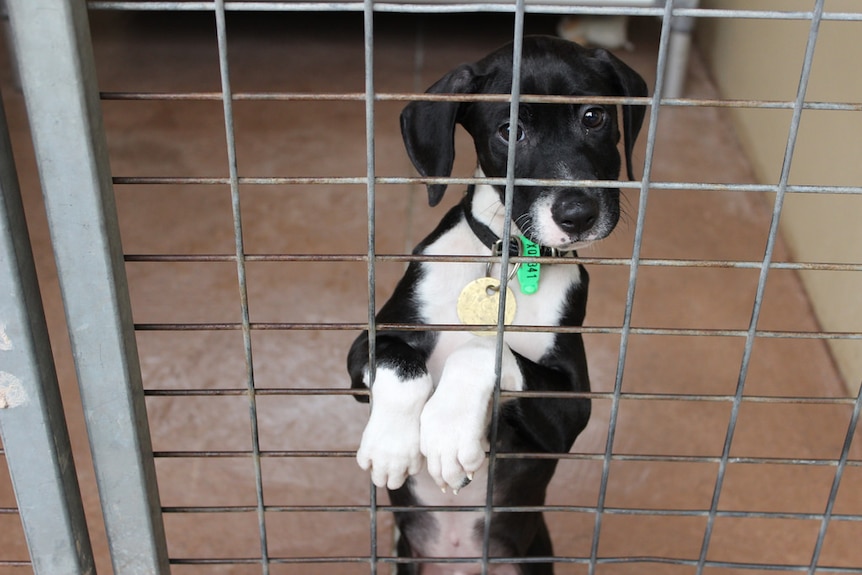 A dog, behind the bars of a cage, stares at the camera