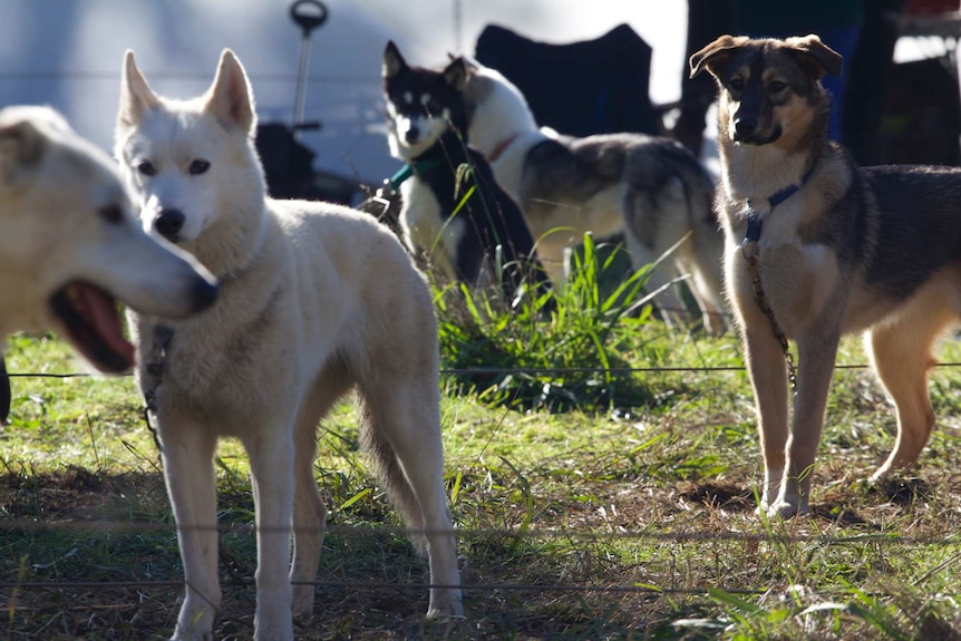 Dogs on lines