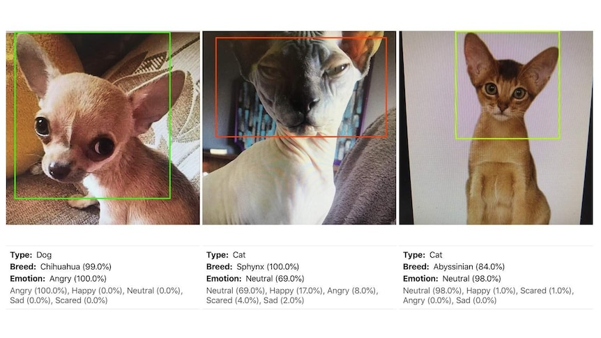 The Happy Pets app detects emotions in dogs and cats