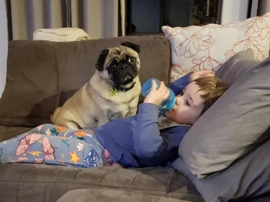 Pug sitting on top of young child lying on sofa.