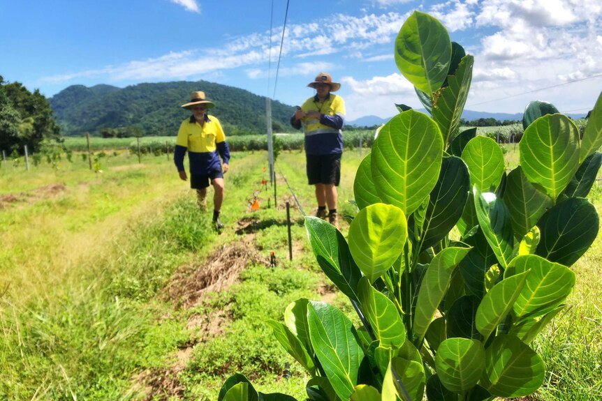 Two men in work shirts walk along a wire trellis system which is supporting a young jackfruit sapling, about one metre high