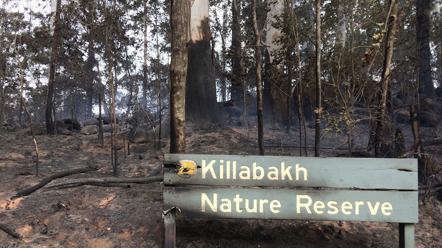 Nature reserve sign with burnt edges and smouldering ground after Comboyne fires.