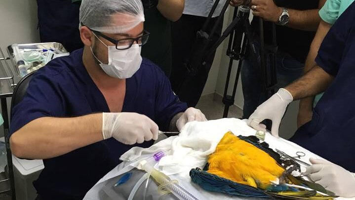 Bird under anesthetic in surgery, vet surrounded by cameras