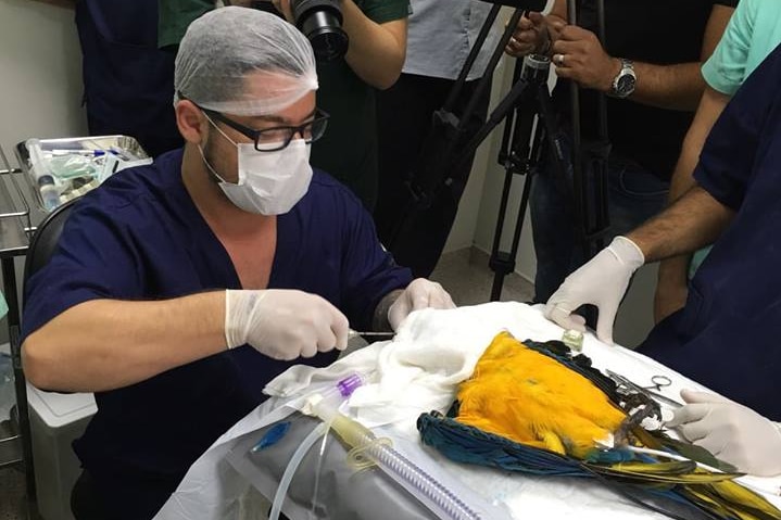 Bird under anesthetic in surgery, vet surrounded by cameras