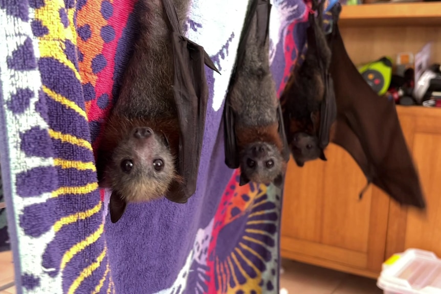 image of flying foxes hanging upside down on a clothes horse