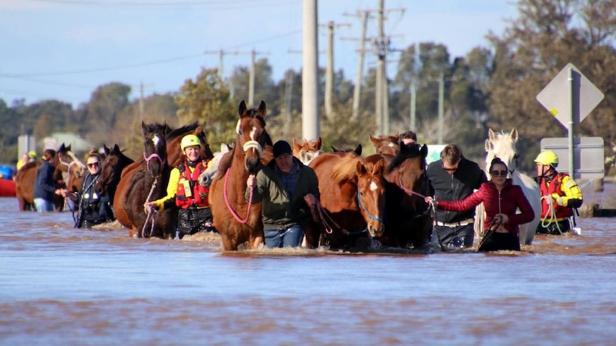 Large group of horses led out of floodwater by rescuers.