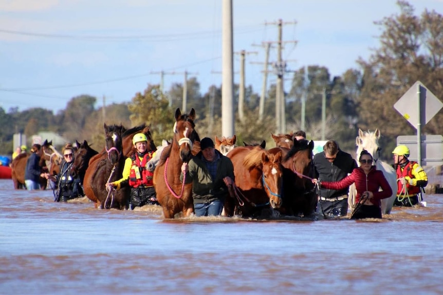 Large group of horses led out of floodwater by rescuers.