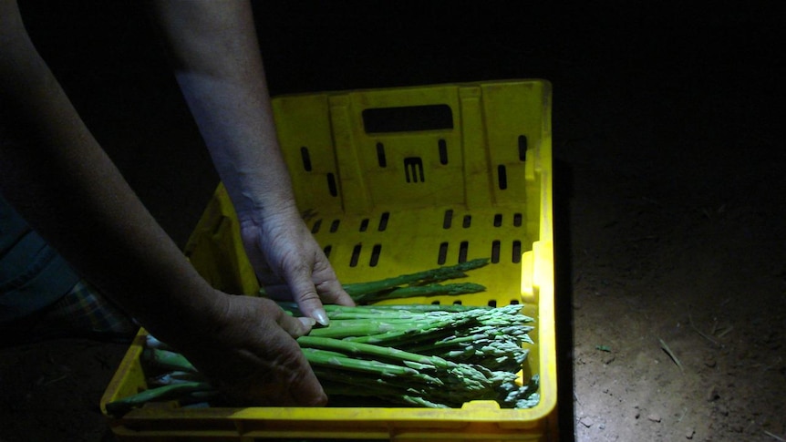 Asparagus cut and packed