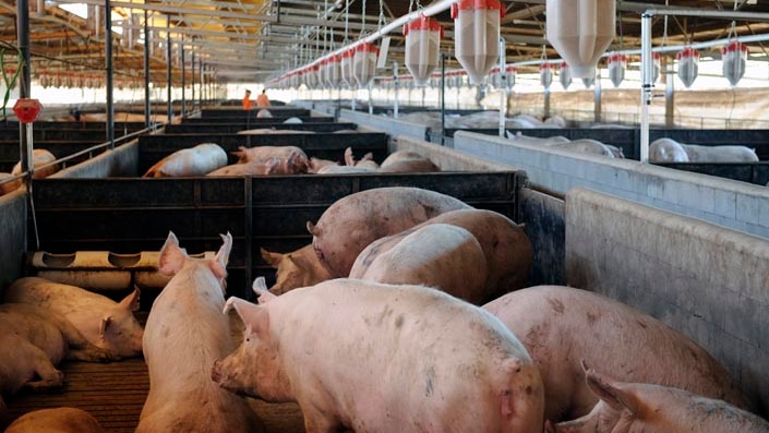 Piggery, sows in pens
