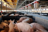 Industry group tells inquiry activists using surveillance in bid to stop people eating pork.