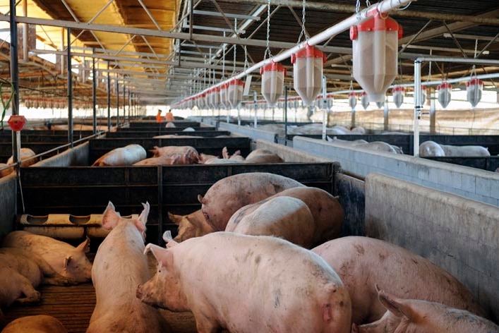 Piggery, sows in pens