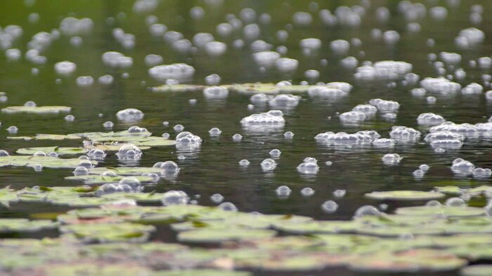 Close up of bubbles on water in wetland garden