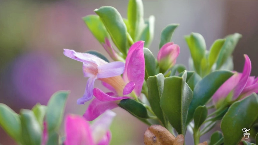 Pink eremophila flowers.