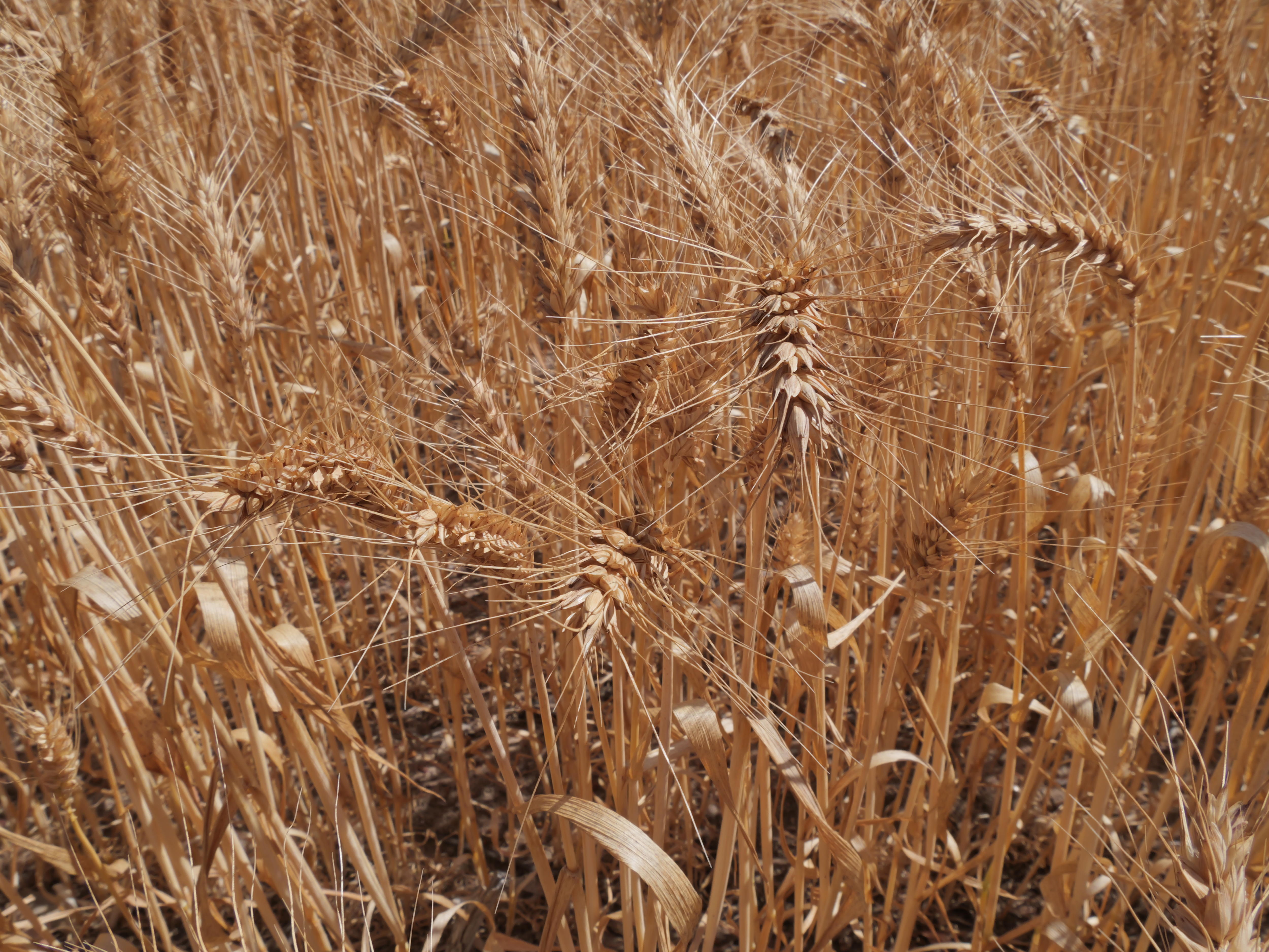 Uma colheita de trigo.