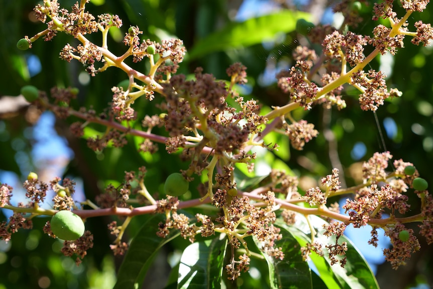 Red flowers on a mango tree