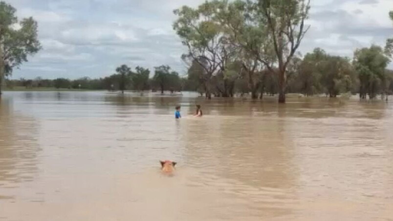 Kids and a dog swim in the flooded Belyando River on Carinya station near Alpha