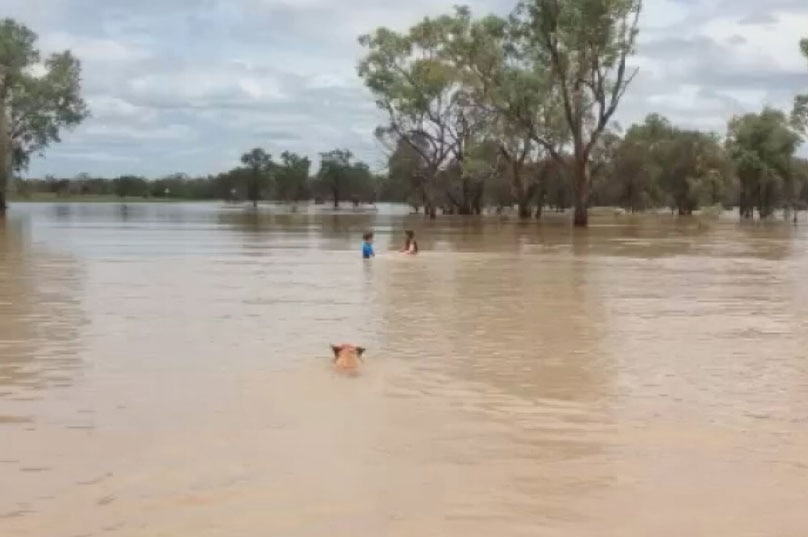 Kids and a dog swim in the flooded Belyando River on Carinya station near Alpha