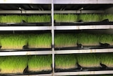 Large, dark cabinet with rows of bright green grass growing on black plastic trays