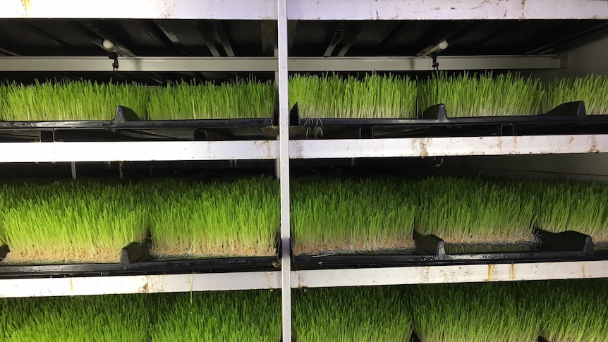 Large, dark cabinet with rows of bright green grass growing on black plastic trays