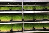 Large, dark cabinet with rows of bright green grass growing on black plastic trays