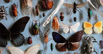 Different types of insects
