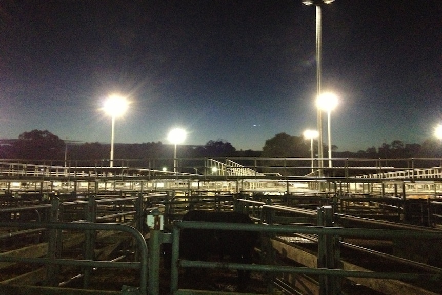 Dawn at the Wangaratta saleyards