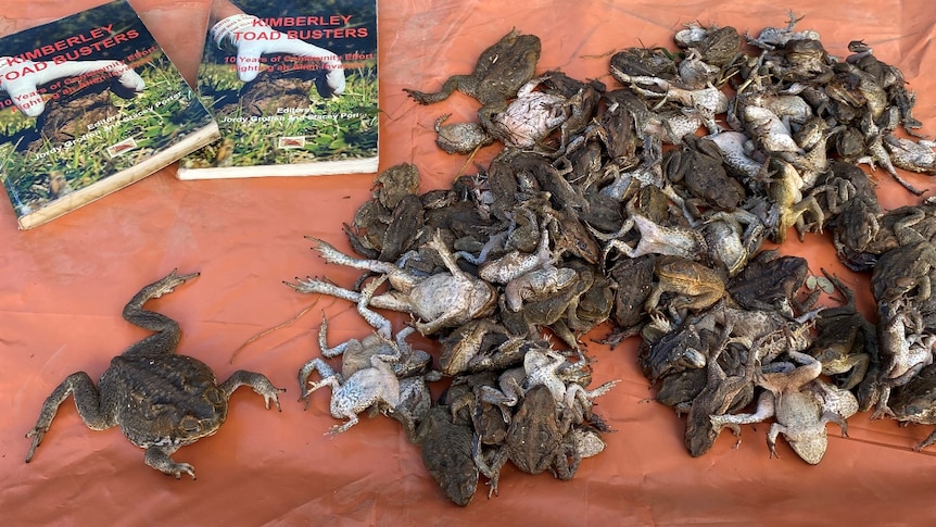 dead cane toads on a table 