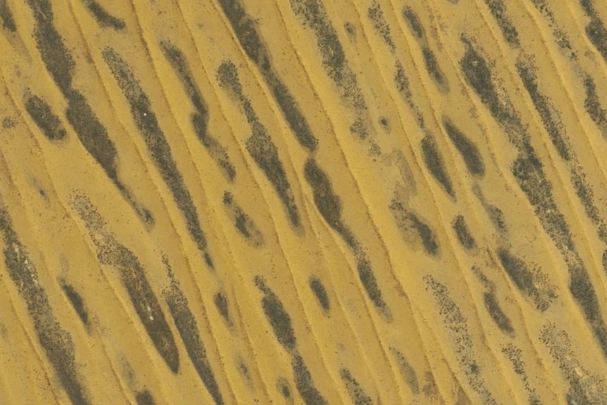 An aerial view of Georgina gidgee growing on top of sand dunes.
