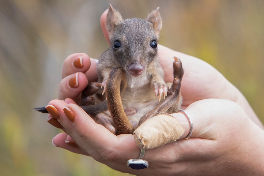 a close-up of a bettong in the palm of someones hands